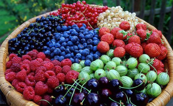 Ягодное хозяйство по выращиванию органических ягод